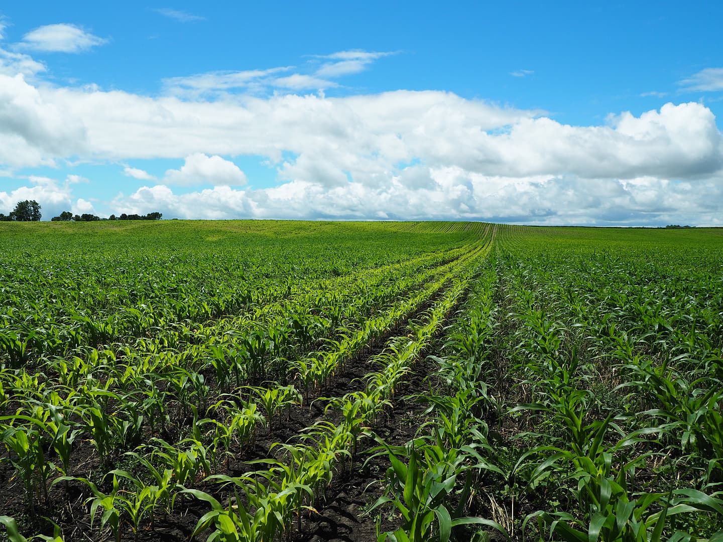 Field of corn